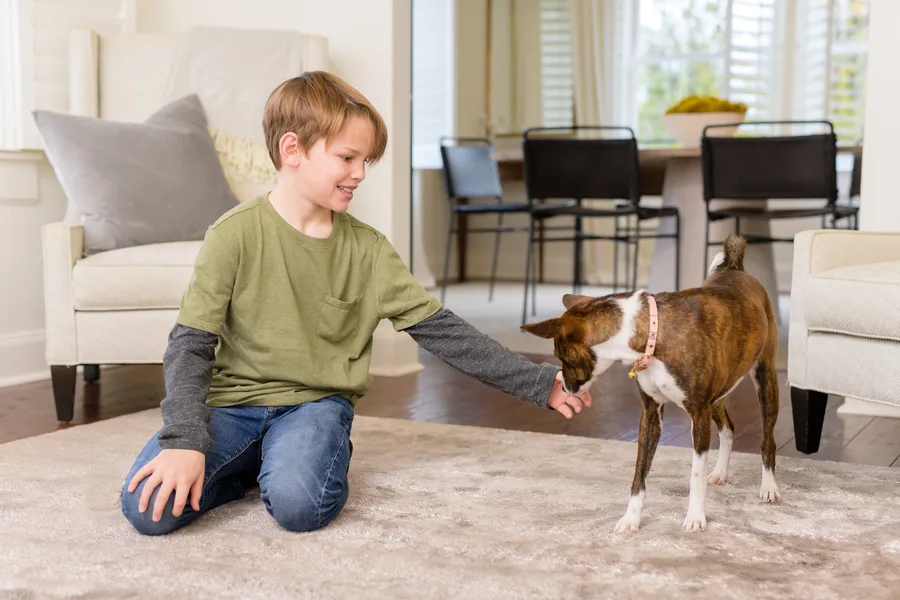 A boy and his dog on a freshly cleaned area rug